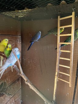 Andulky + klietka voliera - 2