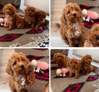 Pudel pudlik poodle - 2