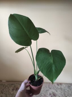MONSTERA DELICIOSA - 2