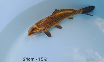 Predám koi kapre - 2