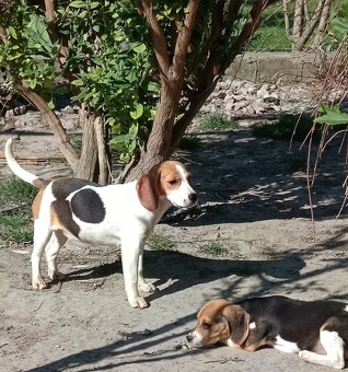 Beagle, bigel, bigl bez PP - 2