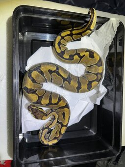 Predám samicu Python regius enchi - 2