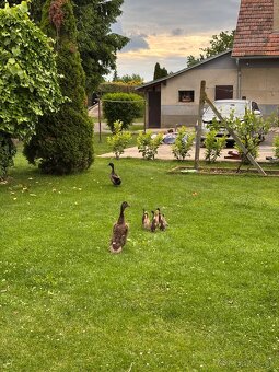Predám indické bežce/ indický bežec - 2