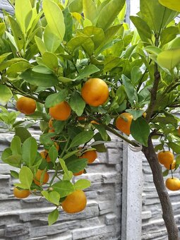 Predám citrusy - 2