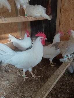Leghorn - 2