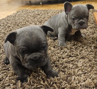 Francúzsky buldoček - 2