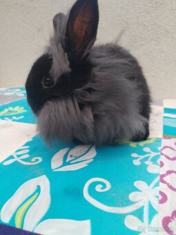 Zakrslý králik,zakrsly zajačik,zdrobneny zajačik - 2