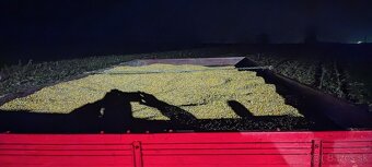 Predám kukuricu vysušená - 2