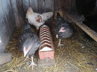 Predám sliepky - 2