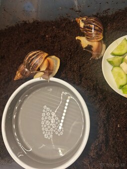 Africké slimáky - 2