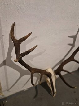 Trofej,parohy,zhody - 2