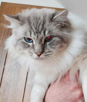 Kocúry ragdoll na krytie - 2