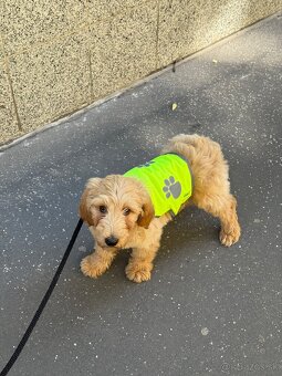 Golden doodle šteniatko - 2