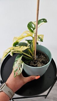 Monstera adansonii veriegata - izbova rastlina - 2