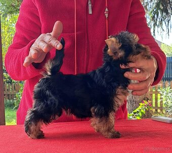 YORKSHIRE TERRIER - 2