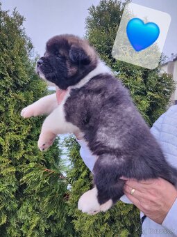 Americká akita s PP - 2