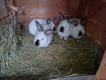 Kalifórnsky králik - 2