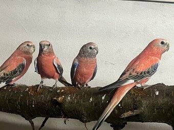 Neofemy búrkové prírodne , lutino , - 2