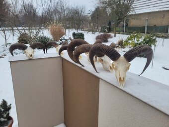 Predám trofeje z muflona - 2