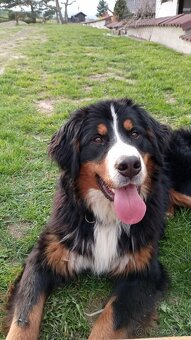 Bernský salašnícky pes - 2