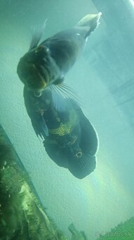 Astronotus ocellatus - 2