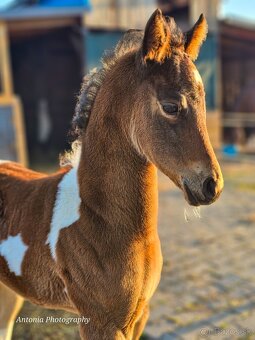 Výnimočná kobylka na predaj - 2