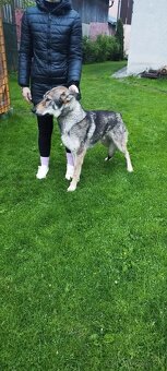 Československý vlčiak - 2