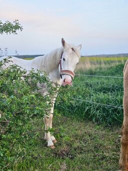 Paint Horse, aph žrebček - 2