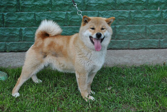 Shiba Inu- predaj šteniatok - 2