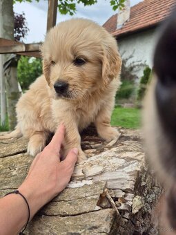 Zlaty retriever - 2