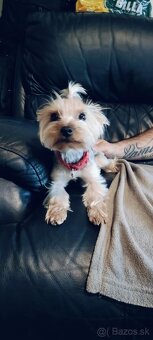 Predám Yorkshire terrier info v texte - 2