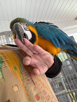 ARA ARARAUNA  samec - Teraz  zlava : -200,- EUR - 2