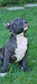 XL american bully puppies🥹 - 2