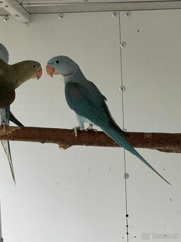 Alexander velký mutacia - 2