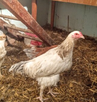 Predám kohútka MIX - 2