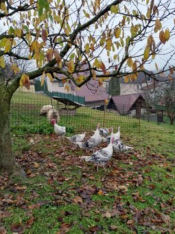 Moriak grolwický - 2