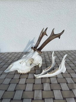 Úprava trofejí - 2