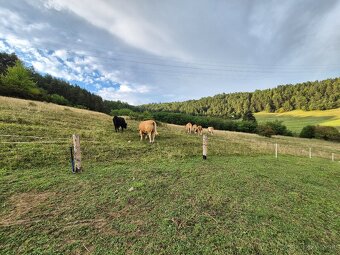 Predaj hovädzie mäso BIO - 2