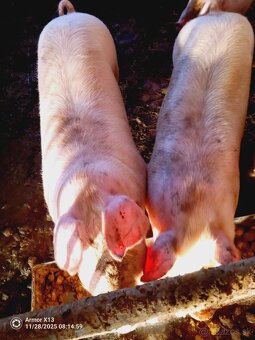 Predám ošípané - 2