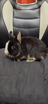Predám zakrslé králiky - 2