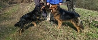 Darujem bordel kolie - 2