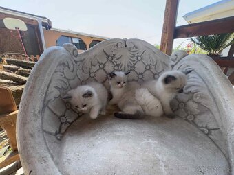 Predam cistokrvne Ragdoll maciatka - 2