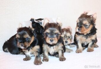 Yorkshire Terrier, York, Jork, Yorkshirsky teriér, šteniatka - 2