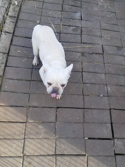 Francuzský buldoček - 2