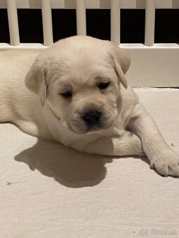 Labrador žlté šteniatka s PP - 2