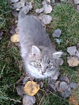 Chlpaté mačiatka - 2