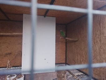 Papagaj senegalsky - 2