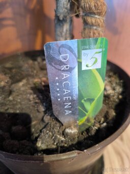 Dracena - Golden coast - 2