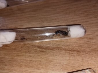 Mravce Camponutus ligniperda - 2