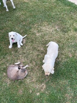 Labrador Šteniatko psík 11 týždňov - 2